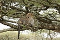 Ndutu Leopard00
